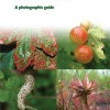 Britain's Plant Galls jacket image