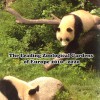 What Zoos Can Do: The Leading Zoological Gardens of Europe 2010 - 2020 jacket image