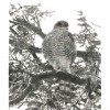 A Sparrowhawk's Lament jacket image