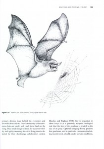 Bats: From Evolution to Conservation internal image