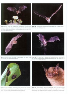 Bats: From Evolution to Conservation internal image