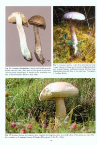 British Boletes: With Keys to Species internal image