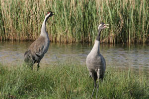 Grus grus, the Common Crane, at Horsey