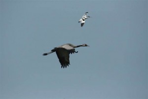 Crane in flight