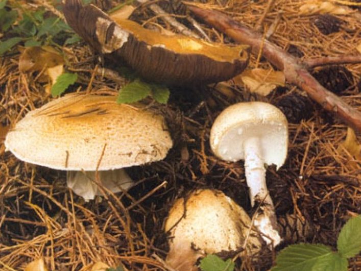 Mycologist Geoffrey Kibby on childhood discoveries, woodchip mulch, and his long time passion for the genus Russula