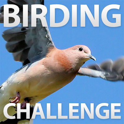 Instructables Birding Challenge