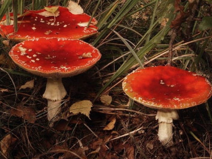 Mushroom Identification: Pro Tips from Top UK Mycologists