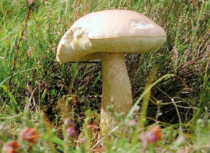 Photo: Leccinum holopus by Geoffrey Kibby, from British Boletes
