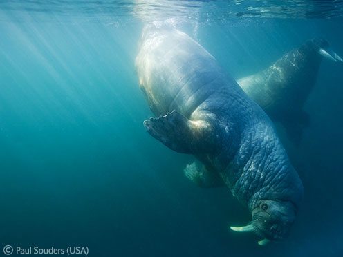 Wildlife Photographer of the Year winning inspirations, part three: Paul Souders on “The grace of giants”