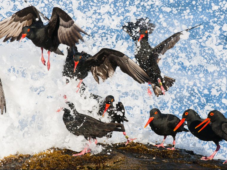 Wildlife Photographer of the Year winning inspirations, part two: Peter Chadwick on “Taking off”