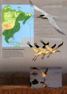 The East Asian-Australasian Flyway - The World's Rarest Birds page detail