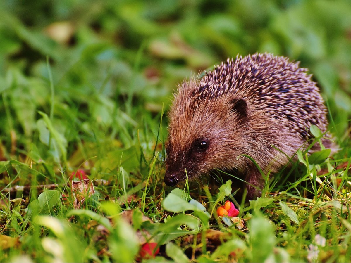 The Beauty in the Beast: Hugh Warwick, ecologist and writer, on hedgehogs, boring piddocks and the badger question