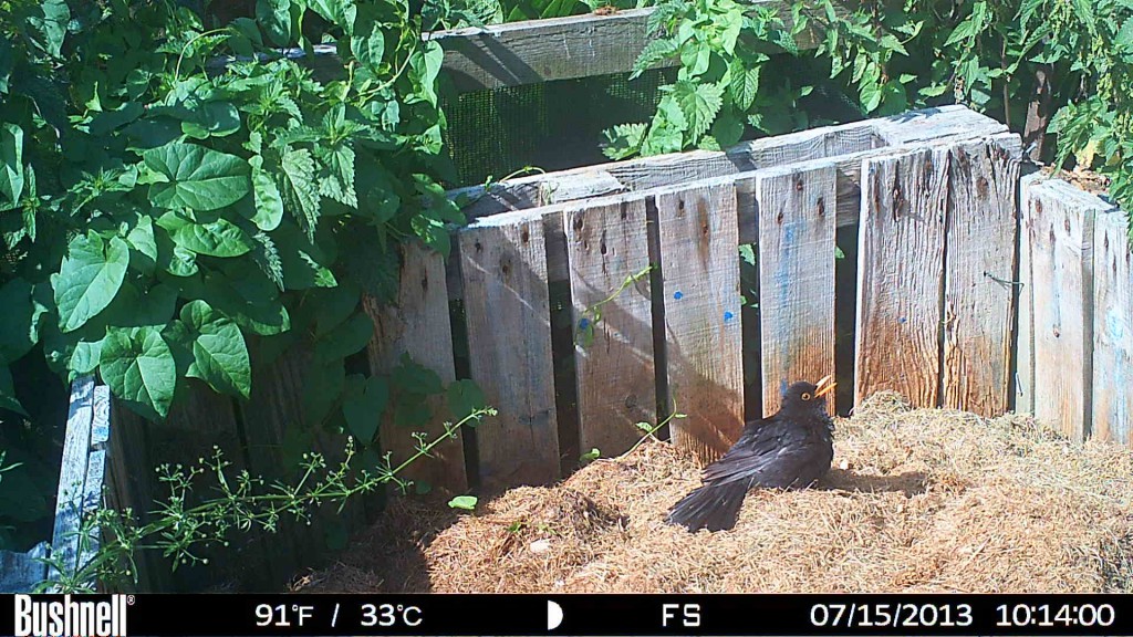 Blackbird - taken by Professor Graham Martin with a Bushnell X-8 trail camera