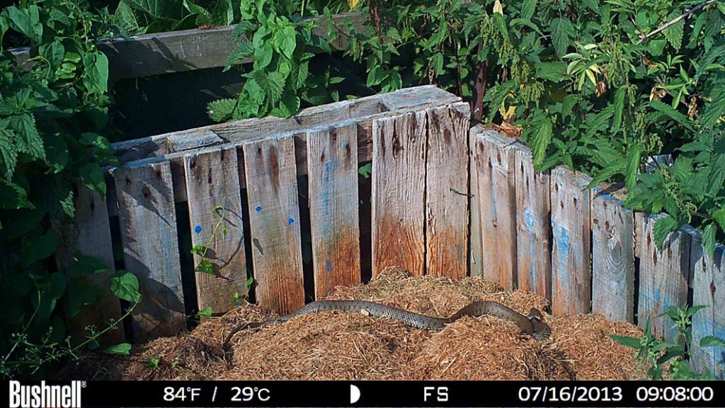 Grass Snake - taken by Professor Graham Martin with a Bushnell X-8 trail camera