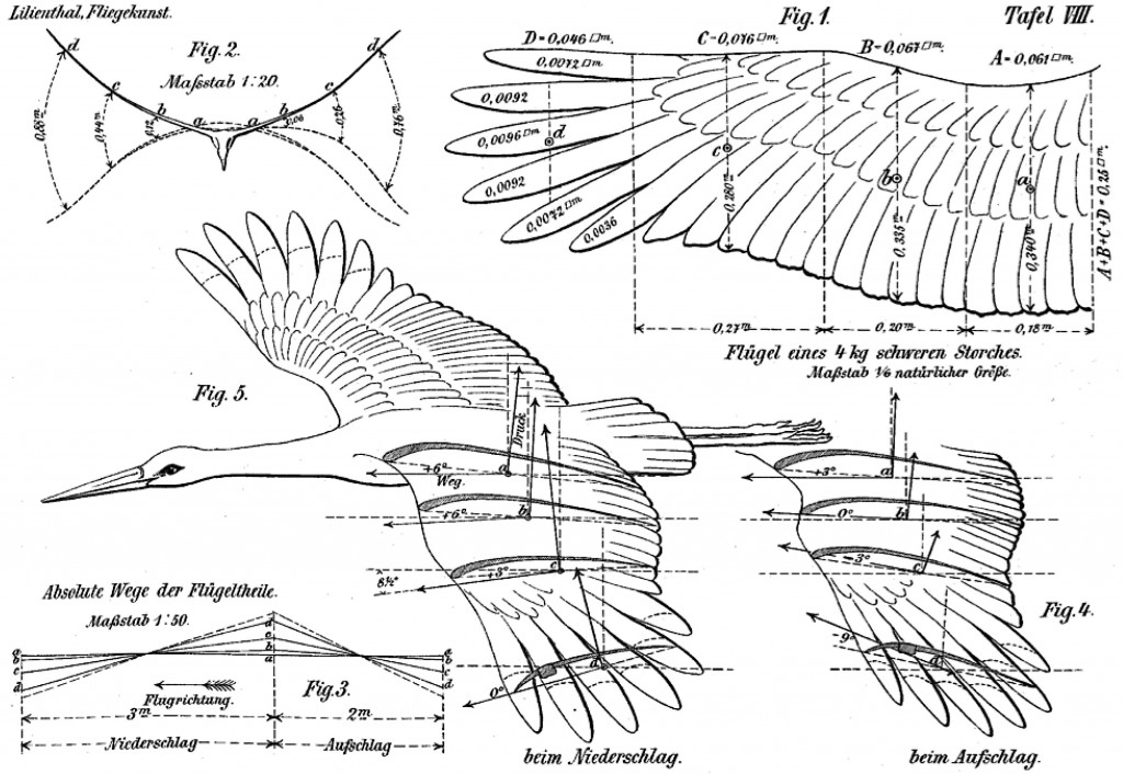 Ten Thousand Birds internal image