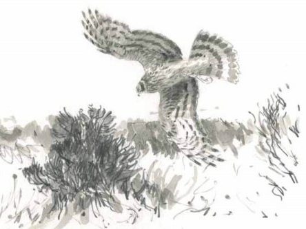 A Sparrowhawk’s Lament author David Cobham interviewed by NHBS