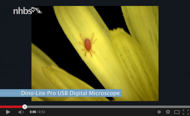 Video: Micro photography with the Dino-Lite digital microscope