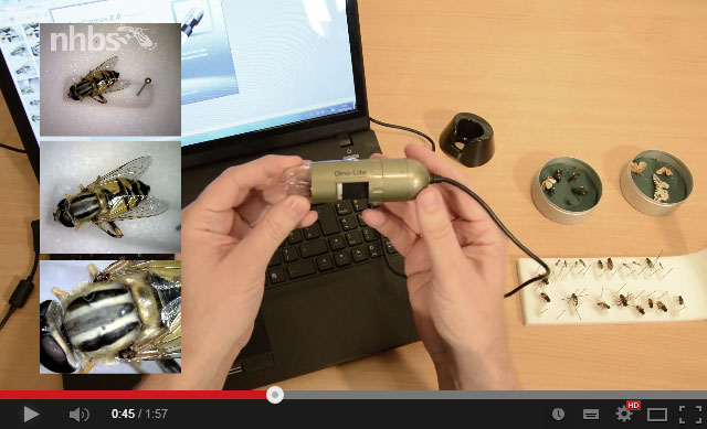 Video: Overview of a Dino-Lite digital microscope