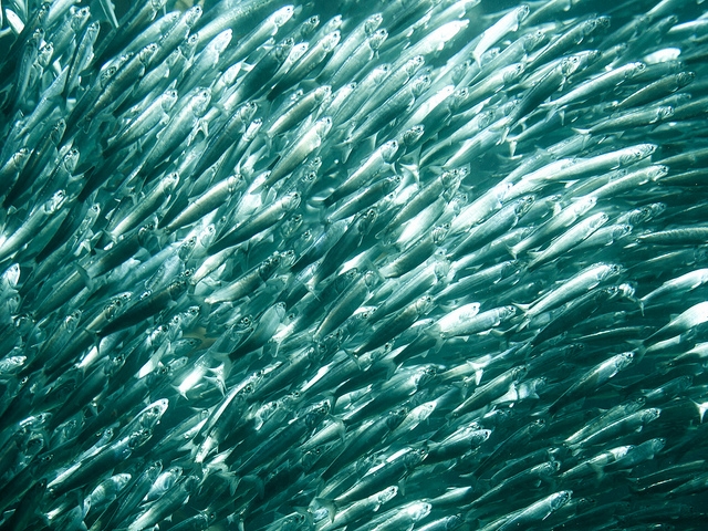 Baitfish shoal