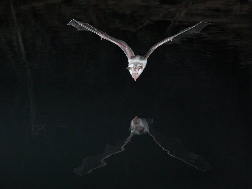 Brock Fenton on the mystery and science of bats