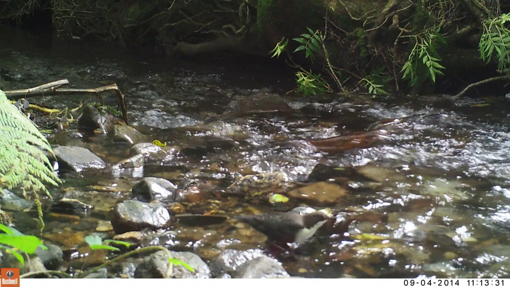 Bushnell Dipper