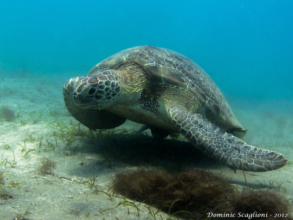 Sea turtles