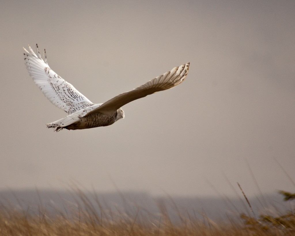 SNOWstorm - a research project monitoring the breeding grounds of snowy owls