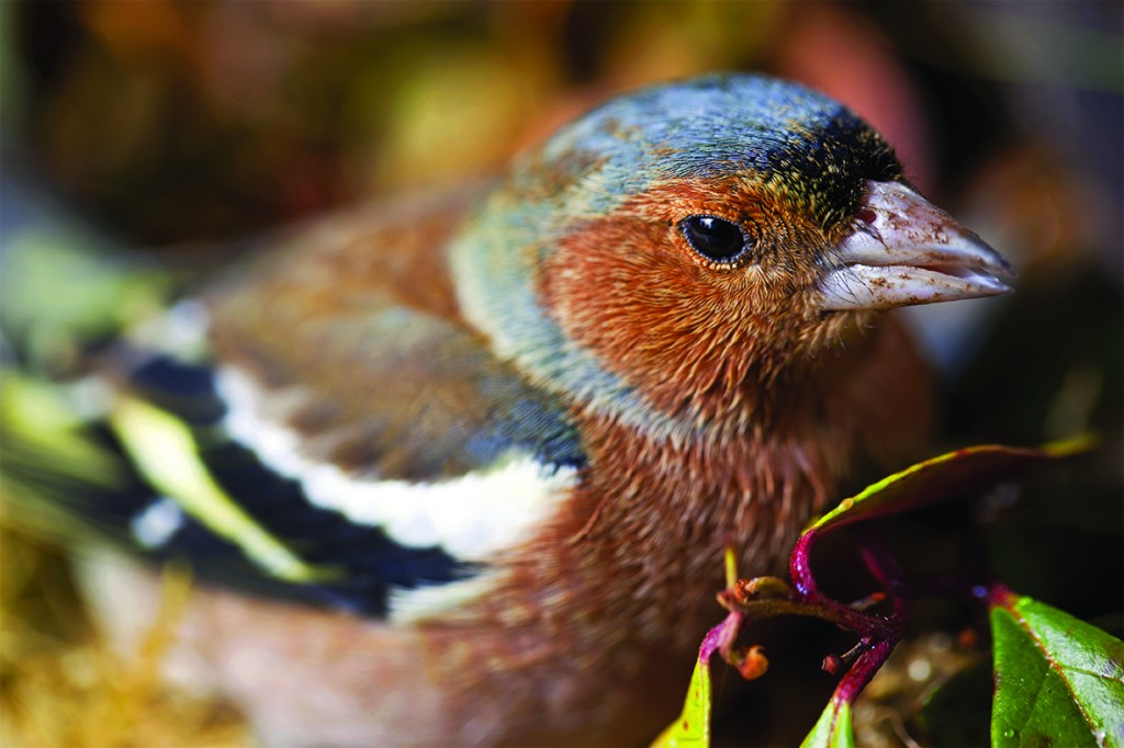 chaffinch_pg70