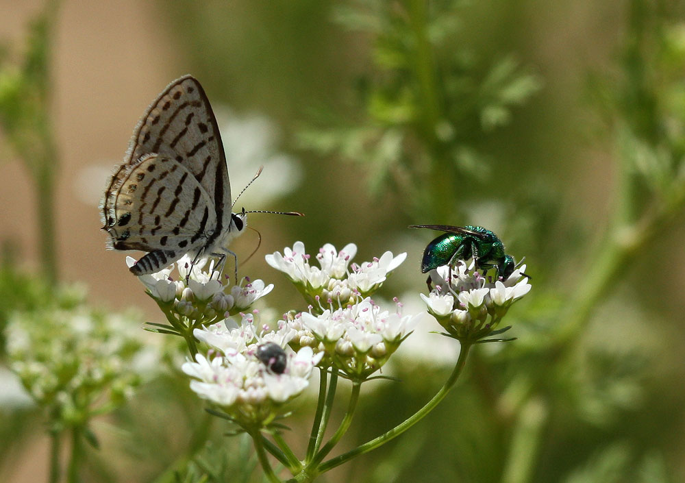 Cuckoo wasp and lycaenid butterfly on coriander flowers in Turkana, Northern Kenya – photo credit: Dino Martins