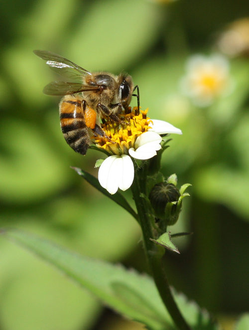 Honeybee on the blackjack weed (Bidens pilosa) in the Kerio Valley Kenya - photo credit: Dino Martins