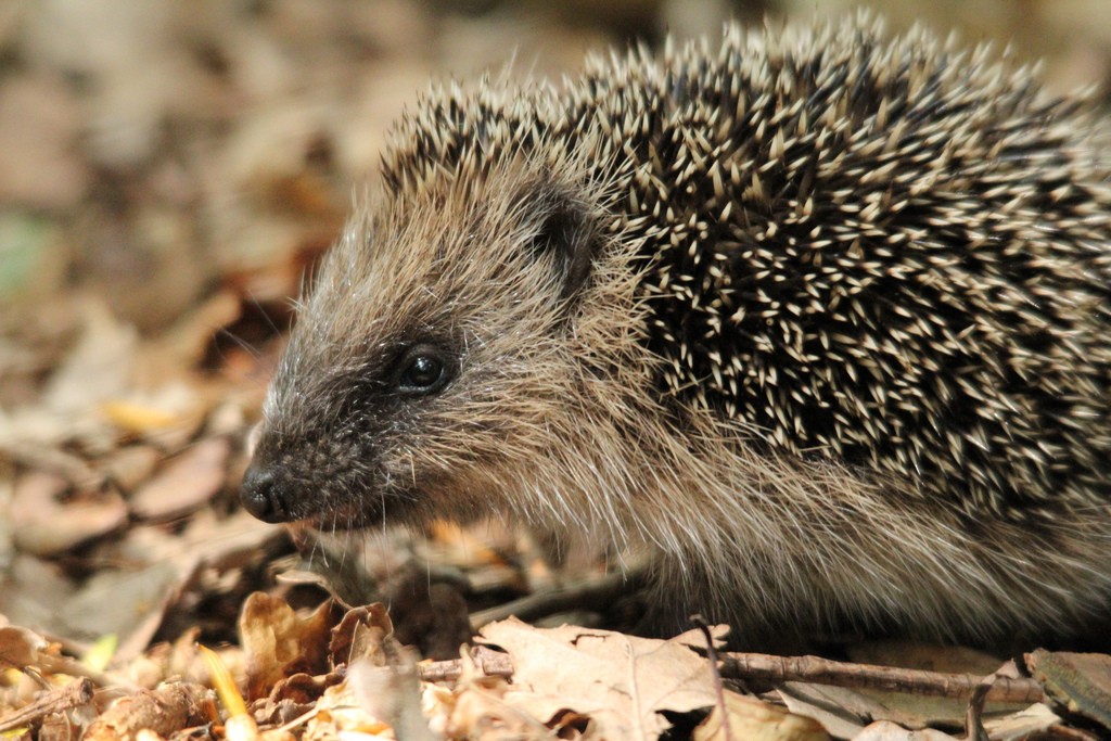 Hedgehog