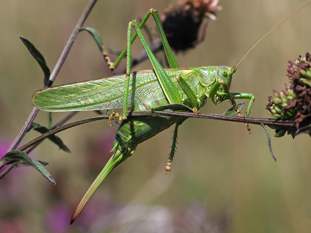 Great Green Bush Cricket