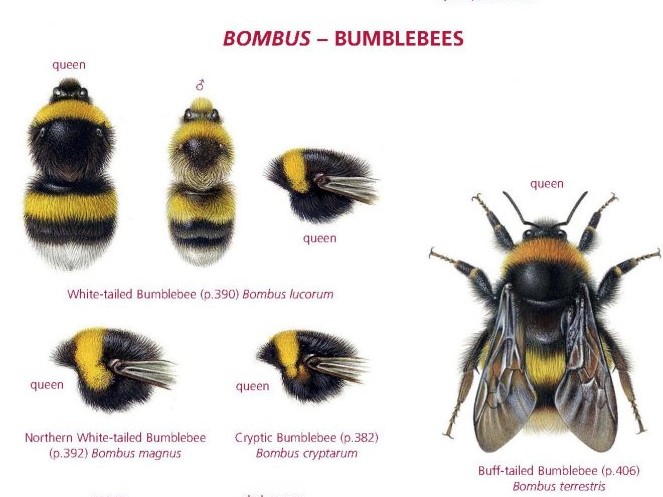 Naturalist, artist and author Steven Falk on his new field guide to bees