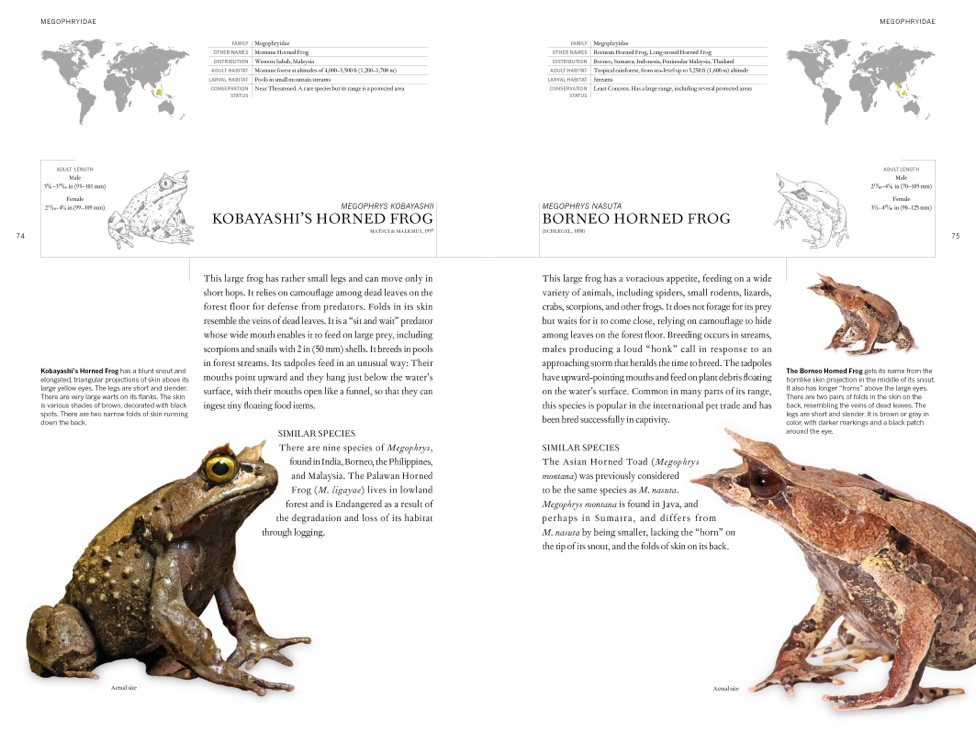 Book of Frogs internal image 1