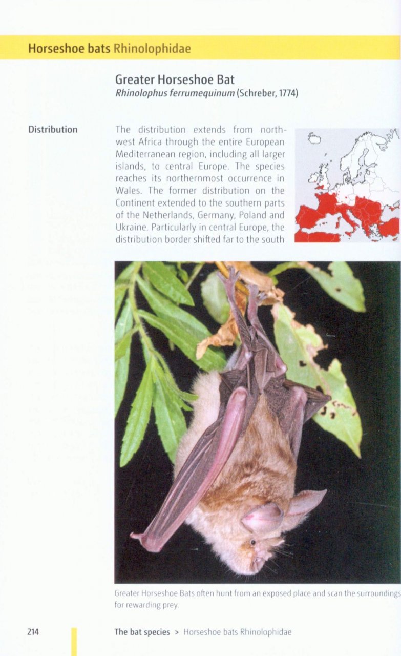 Bats of Britain and Europe