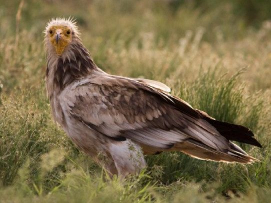 Reintroducing the griffon vulture in Bulgaria: an interview with Emilian Stoynov