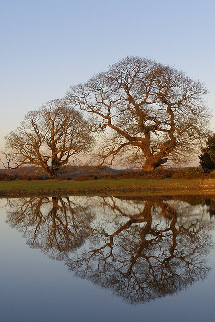 Winter oak refelctions 01 (Image by Jim Champion, via Flickr Creative Commons license CC BY-SA 2.0)