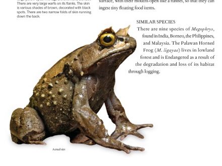 Book Review – The Book of Frogs: A Lifesize Guide to Six Hundred Species from Around the World