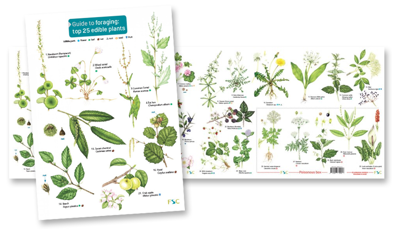 Guide to Foraging: Top 25 Edible Plants