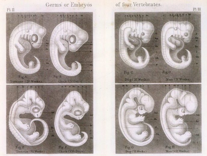 Book Review – Haeckel’s Embryos: Images, Evolution, and Fraud