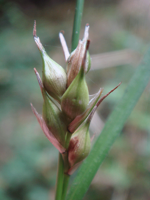 Large utricles (seeds) of Starved Wood-sedge (Carex depauperata) - photo credit: The Species Recovery Trust