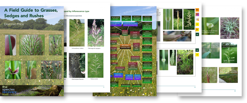 A Field Guide to Grasses, Sedges and Rushes