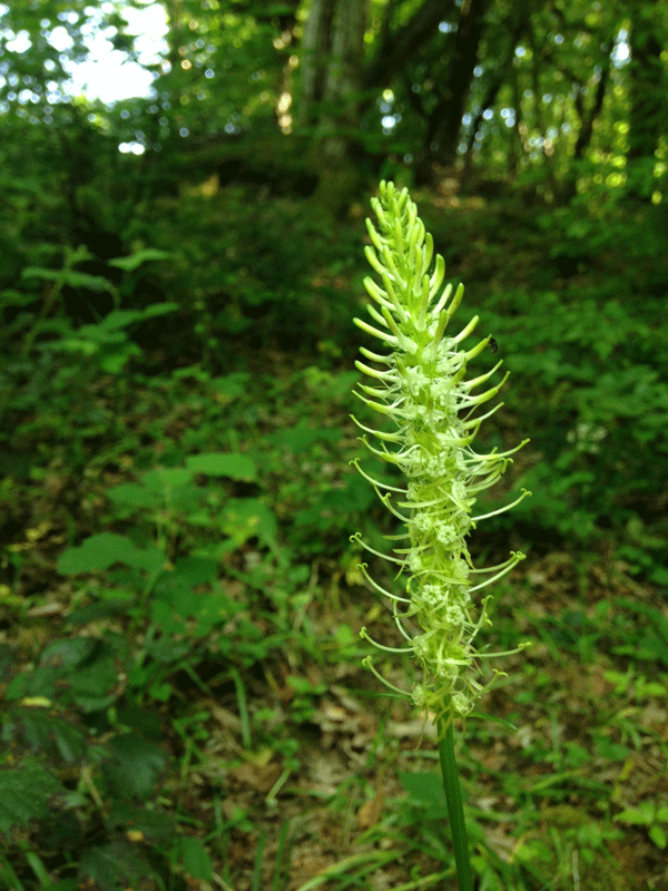 Spiked Rampion (Phyteuma spicatum) - photo credit: The Species Recovery Trust