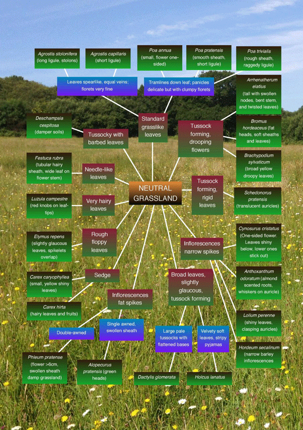 Internal image from A Field Guide to Grasses, Sedges and Rushes