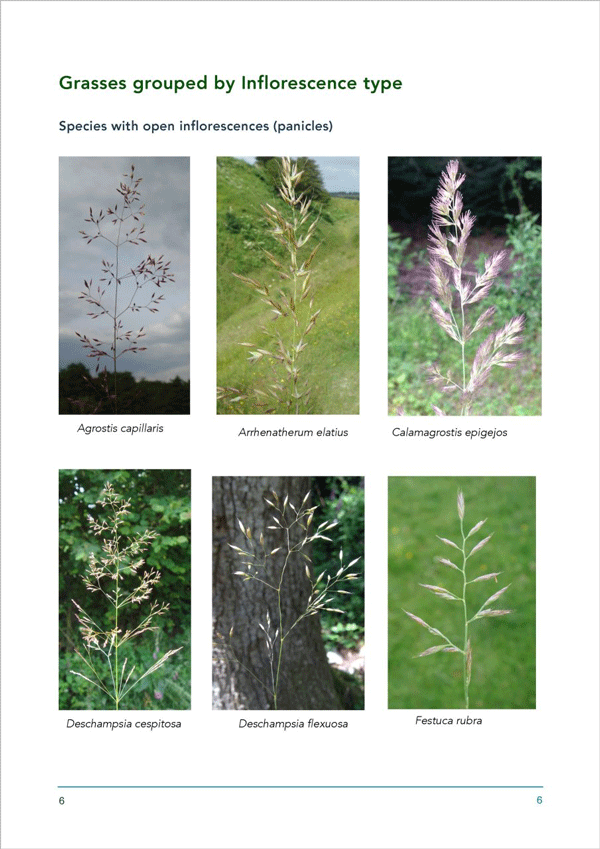 Internal image from A Field Guide to Grasses, Sedges and Rushes
