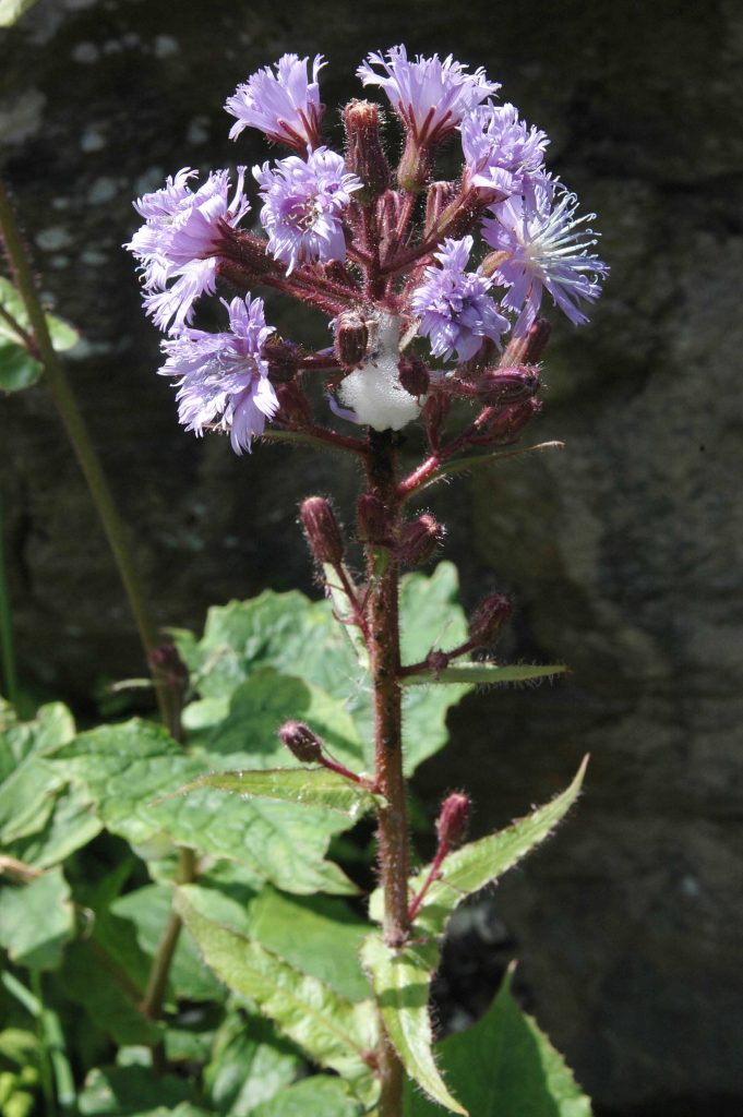 Alpine Sowthistle of (legal) Scottish origin, growing in the author's garden in Scotland. Photo: Michael Scott Alpine Sowthistle of (legal) Scottish origin, growing in the author's garden in Scotland. Photo: Michael Scott