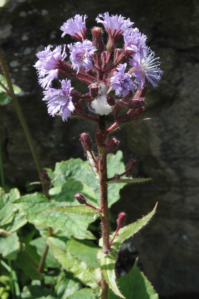 Alpine Sowthistle of (legal) Scottish origin, growing in the author's garden in Scotland. Photo: Michael Scott