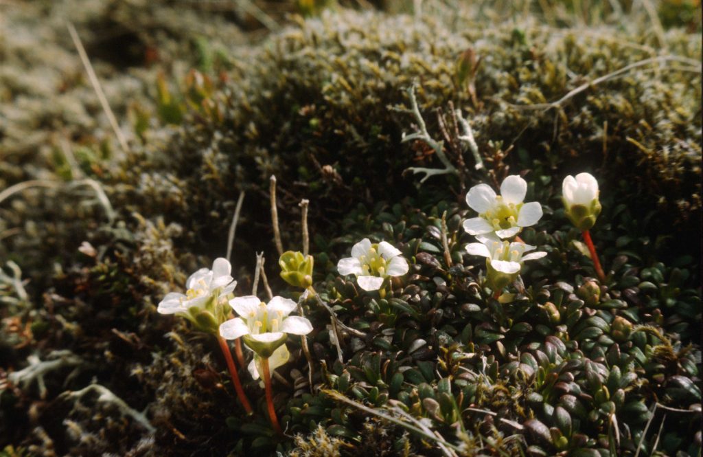 Diapensia on its remote hillside in the west Highlands of Scotland. Photo: Michael Scott