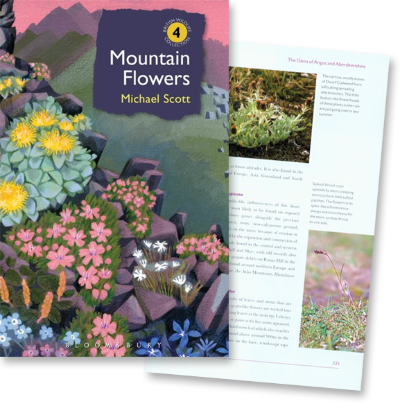 Mountain Flowers