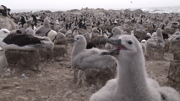 Albatross: still from YouTube video "Shipping 5350 books - one copy for every secondary school in the UK"